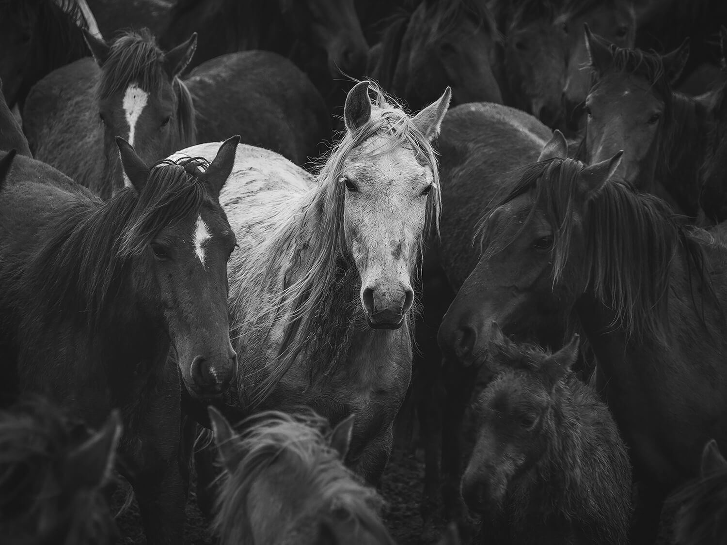 equine-pexels-mehmet-turgut-kirkgoz-14740078