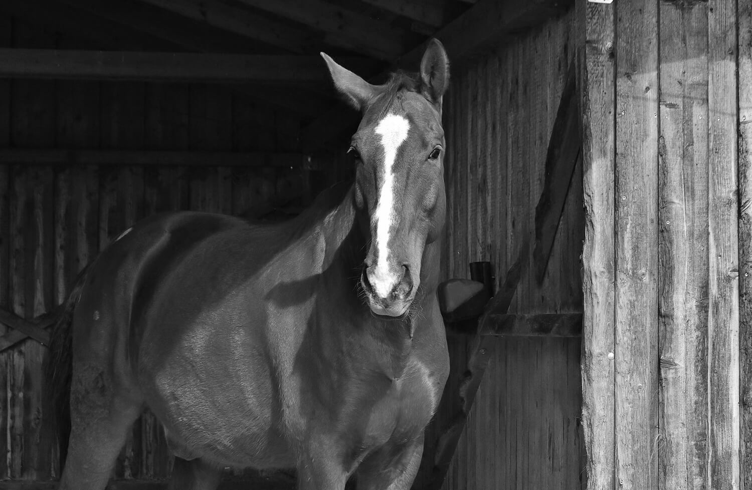 equine-transactional-horse-2147884_1920
