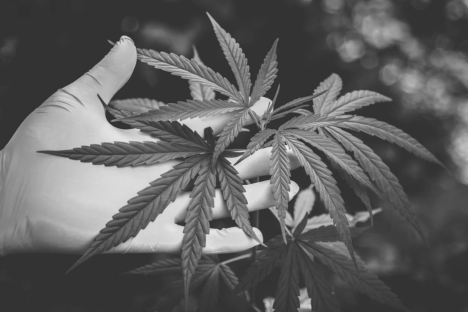 hemp-pexels-aphiwat-chuangchoem-2178565