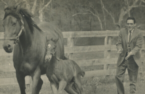 Two horses running while a man behind them claps his hands.