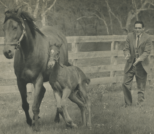 Gayle Mohney and two horses